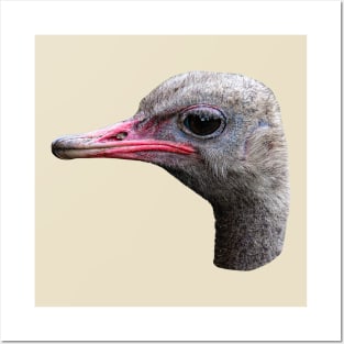 Head of an Ostrich Posters and Art